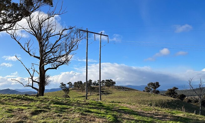 A green field against a blue sky. To the left is a denuded tree and, in the centre of the image, a dual transmission pole.