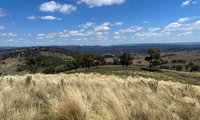 A hayfield against a blue sky.